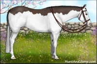 Horse Color:Brown Splash