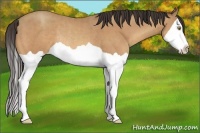 Horse Color:Amber Champagne Splash Rabicano 