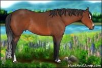 Horse Color:Bay Sabino Rabicano 