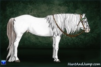 Horse Color:White Spotted Liver Chestnut Appaloosa Rabicano 