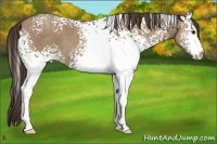 Horse Color:White Spotted Classic Champagne 