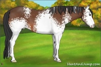 Horse Color:White Spotted Bay 