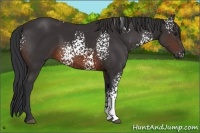 Horse Color:White Spotted Brown