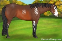 Horse Color:White Spotted Bay Splash Frame