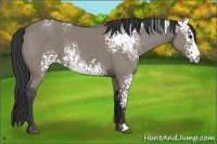 Horse Color:White Spotted Grullo