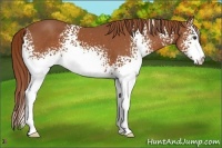 Horse Color:White Spotted Chestnut 