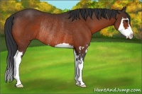 Horse Color:Bay Splash Frame Rabicano 