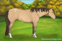 Horse Color:Amber Champagne