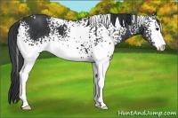 Horse Color:White Spotted Black Sabino