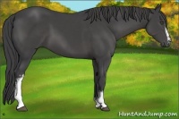 Horse Color:White Spotted Smoky Black