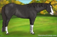 Horse Color:Liver Chestnut Splash Rabicano