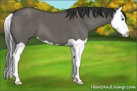 Horse Color:Grullo Splash 