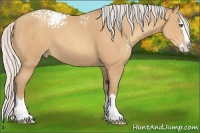 Horse Color:White Spotted Silver Amber Champagne Splash 