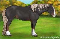 Horse Color:Liver Chestnut Splash Rabicano 