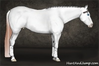 Horse Color:Bay Dun Splash Tobiano Near Fewspot 