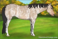Horse Color:Bay Ice Dun Frame Rabicano