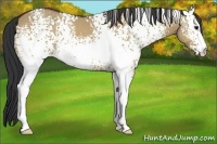 Horse Color:White Spotted Bay Dun 