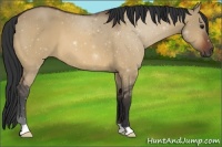 Horse Color:Bay Dun 