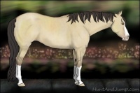 Horse Color:Classic Champagne Dun Splash 