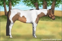 Horse Color:Buckskin Tobiano 