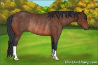 Horse Color:Bay Rabicano 