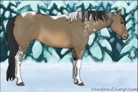 Horse Color:White Spotted Buckskin Dun Tobiano 