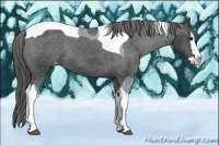 Horse Color:Black Sabino Splash Tobiano Appaloosa 