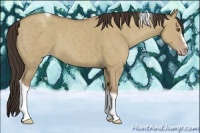 Horse Color:Classic Champagne Dun Tobiano Frame 