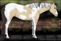 Horse Color:Classic Champagne Dun Tobiano Frame 