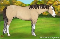 Horse Color:Amber Champagne Dun Sabino Splash Rabicano