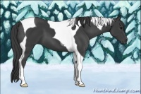 Horse Color:Smoky Black Tobiano 