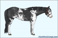 Horse Color:Black Sabino