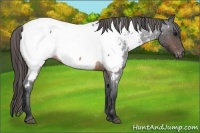 Horse Color:Brown Roan Appaloosa