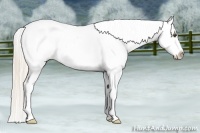 Horse Color:Palomino Dun Snowcap 