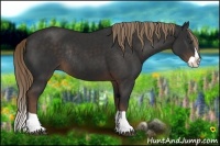 Horse Color:Liver Chestnut Splash Rabicano