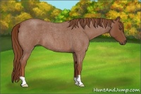 Horse Color:Red Roan 