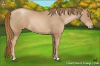 Horse Color:Chestnut Pearl Rabicano 