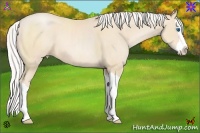 Horse Color:Silver Buckskin Pearl Splash 