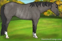 Horse Color:Grullo Rabicano 