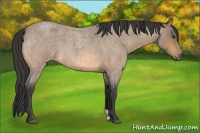 Horse Color:Buckskin Roan 