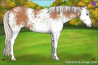 Horse Color:White Spotted Silver Bay 