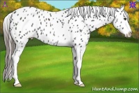 Horse Color:Black Near Leopard