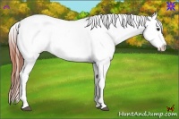 Horse Color:White Spotted Brown Frame Appaloosa Rabicano