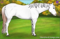 Horse Color:Bay Frame Appaloosa Rabicano 