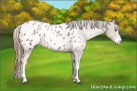 Horse Color:Black Pearl Sabino Appaloosa 