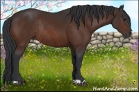 Horse Color:Bay Rabicano 