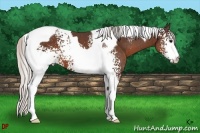 Horse Color:White Spotted Silver Brown Tobiano 