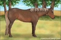 Horse Color:Liver Chestnut Sabino