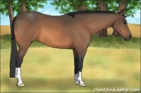 Horse Color:Buckskin 
