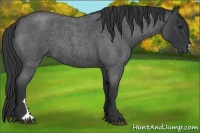 Horse Color:Blue Roan 